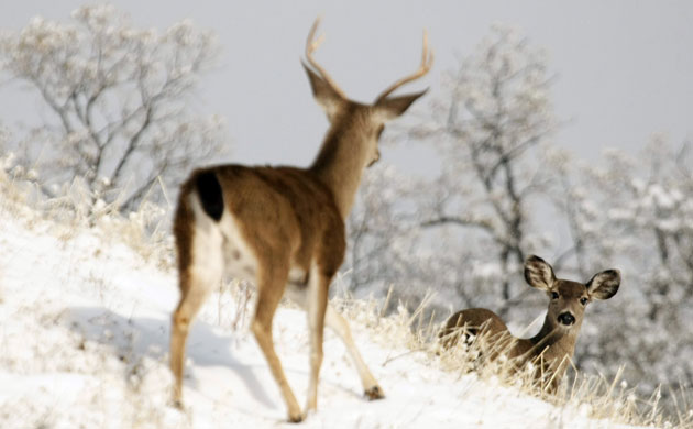 Week in Wildlife: Deer walk on a hillside after a snowstorm 