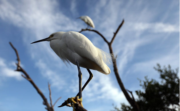 Week in Wildlife: Snowy Egret at the Florida Keys Wild Bird Rehabilitation Center, Tavernier