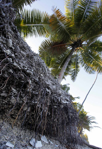 Week in Wildlife: Palm trees are endangered by erosion at a beach at Fuvahmulah, Maldives