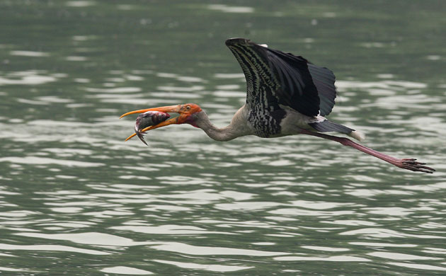 Week in Wildlife: A painted stork flies with fish in its beck at New Delhi Zoo
