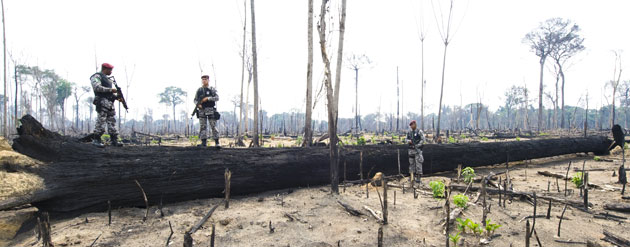 Week in Wildlife:  illegally deforested area in Jamanxim National Forest state of Para Brazil