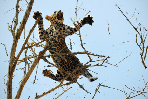 National Geographic: National Geographic International Photography Contest 2009