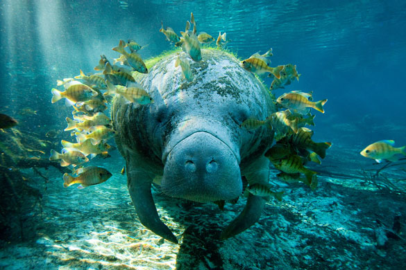 National Geographic: National Geographic International Photography Contest 2009