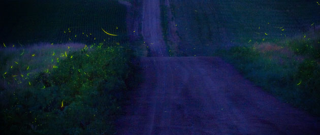 National Geographic: National Geographic International Photography Contest 2009