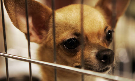 Animal rescue workers in California have noticed a surge in the number of 