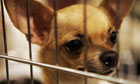 'Paris Hilton syndrome' strikes California animal shelters