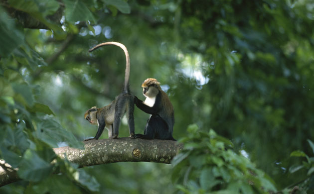 Week in wildlife: Campbell's monkeys (Cercopithecus campbelli) 
