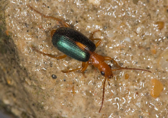 Week in wildlife: A Streaked Bombardier Beetle