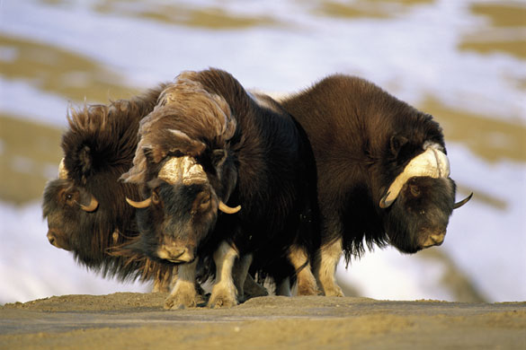 Week in wildlife: 100 places : musk ox