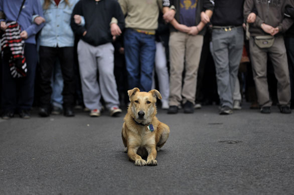 24 hours in pictures: Athens, Greece: A stray dog sits in the street during a demonstration