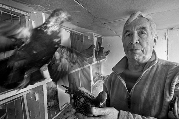 markosm73 portfolio: A local pidgeon man