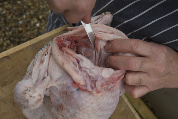 Turkey carving: Turkey carving