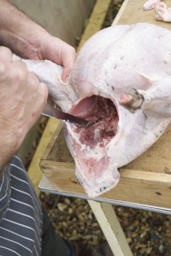 Turkey carving: Turkey carving