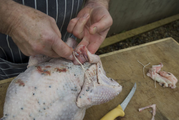 Turkey carving: Turkey carving