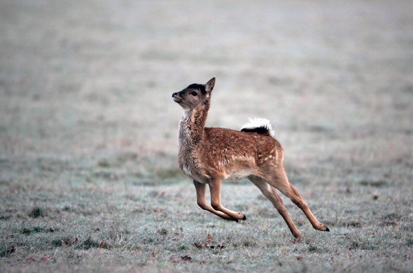 December weather: A young fallow deer runs through the frost in Richmond Park