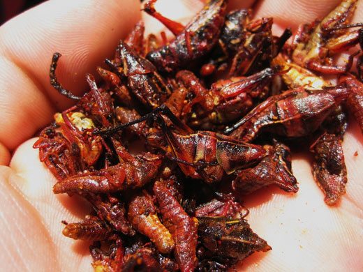 Been there photos: Crickets in chile