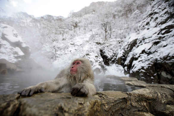 24 hours in pictures: Yamanouchi, Japan: A Japanese Macaque soaks in a hot spring