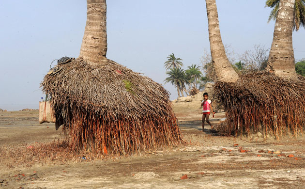 Week in wildlife: the roots of palm trees exposed due to erosion in The Sundarbans, India