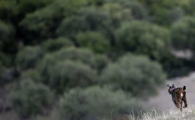 Week in wildlife: A lynx is released during the first experimental reintroduction in Spain