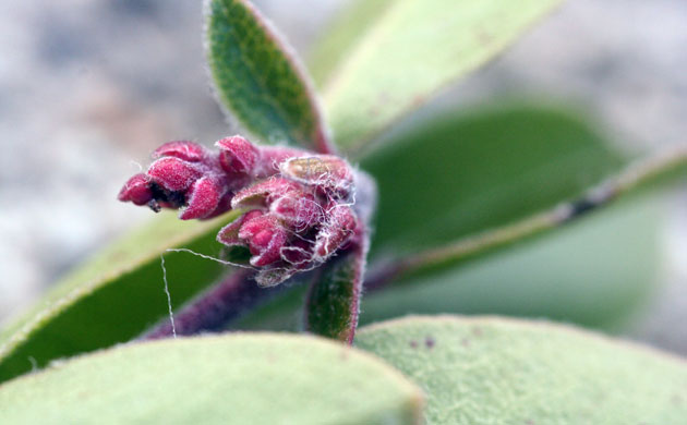 Week in wildlife: Franciscan Manzanita plant