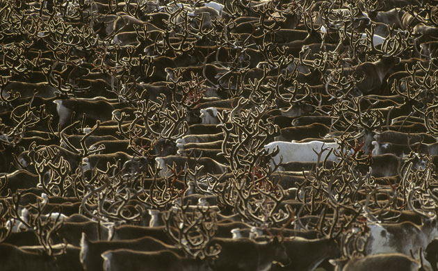 Week in wildlife: More than 5,000 reindeer bunched up together in Chukotka, Russia