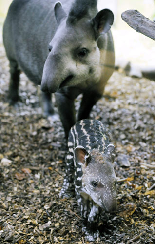 Week in wildlife: A young Lowland Tapir 