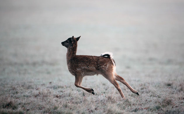 Week in wildlife: Early Morning Frost Is Seen over Richmond Park
