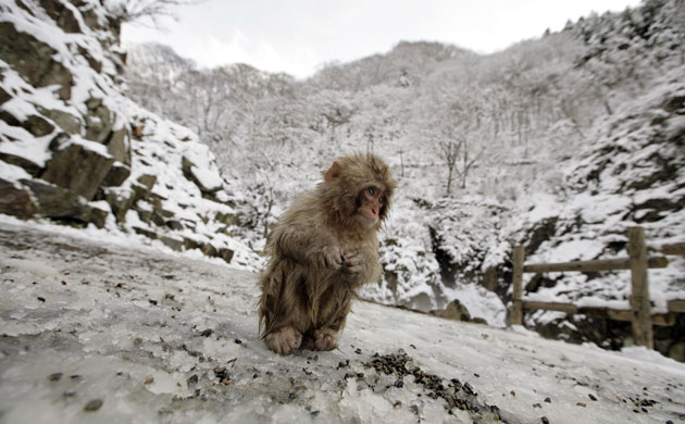 Week in wildlife: A Japanese Macaque sits in the snow , Yamanouchi town