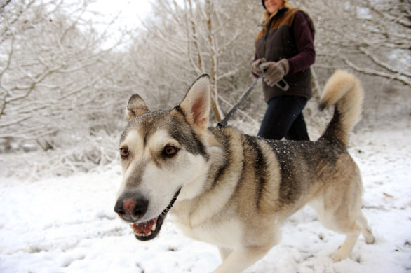 Snow in the UK: Susannah MacKay walks her dog Miska through snow on Epsom Common