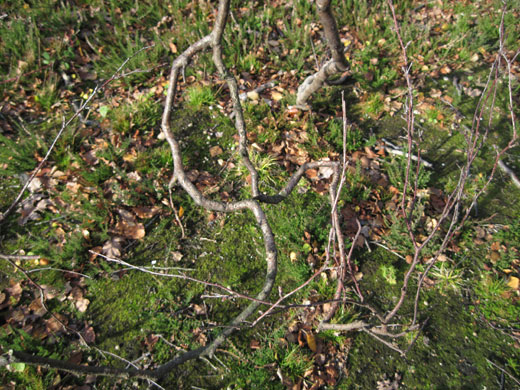 G2 calendar runners up: Di Schonhut