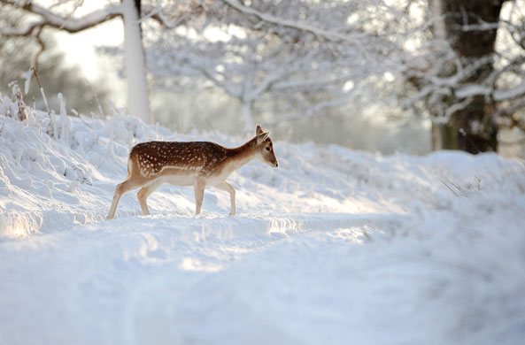 Snow in the UK: A deer walks through the snow in Knole park, Sevenoaks, Kent