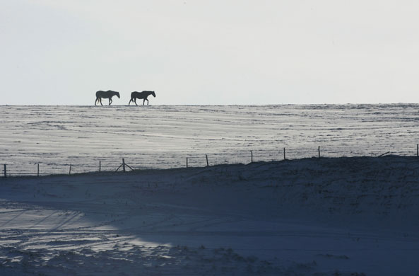 Snow in the UK: Horses cross snow-covered fields at Clayton near Brighton