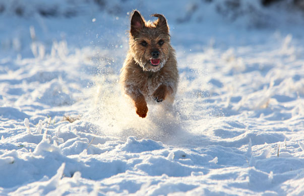 Snow in the UK: A dog runs in the snow at Hoxne, Suffolk
