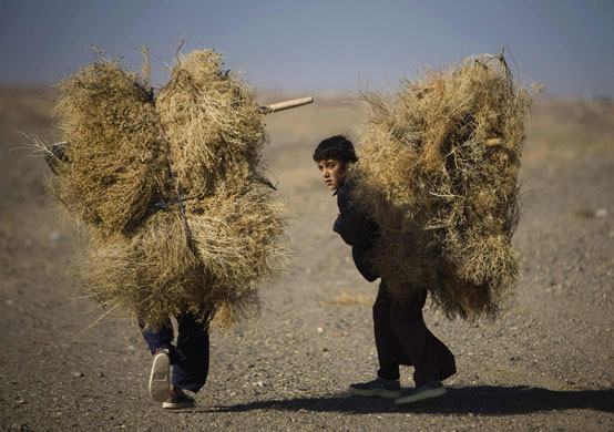 24 hours: Herat, Afghanistan: Boys carry dried twigs while walking in a desert