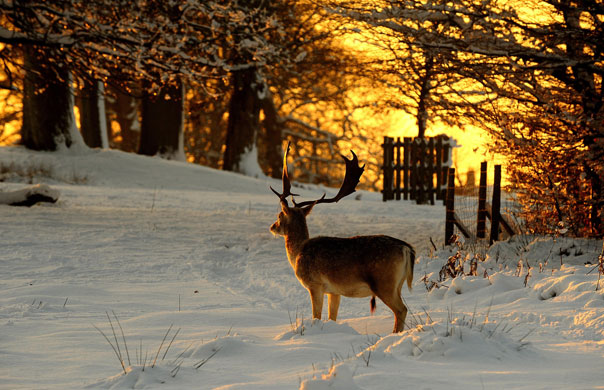 Snow in the UK: A deer in Knole Park, Sevenoaks, Kent