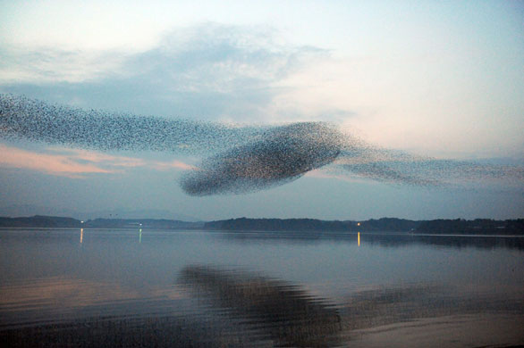 24 hours: Spectacled Teals (Anas formosa) flying in formation  over a lakE
