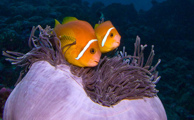 Vulnerable : Photo exhibition organised by Bluepeace on climate change in Maldives