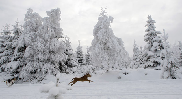 Snow around the world: Korenov, Czech Republic: A dog runs in a snow covered landscape
