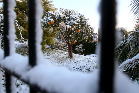 Snow around the world: Nice, France: A mandarin orange tree covered with snow