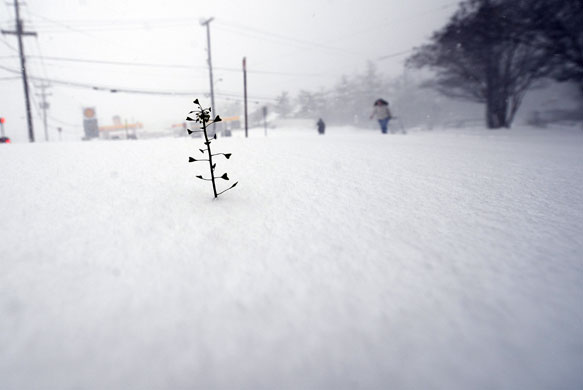 24 hours in pictures: Silver Spring, Maryland, US: A plant almost covered in  snow