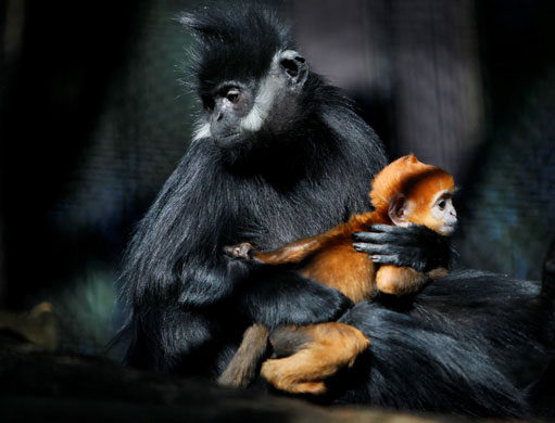 24 hours in pictures: Yokohama, Japan: Tantan, a one-month-old male Francois Leaf Monkey 