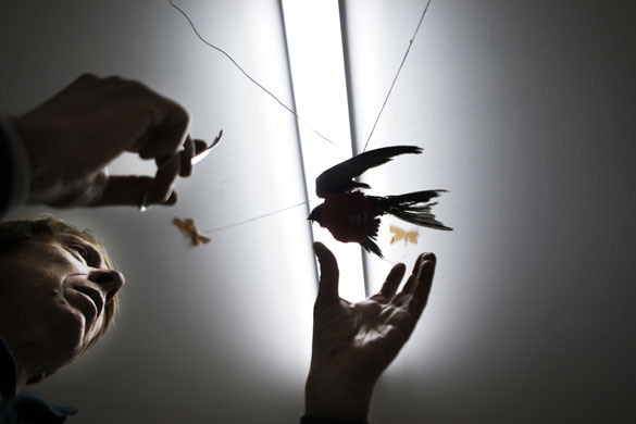 24 hours in pictures: Tel Aviv, Israel: Sisso, an injured swift strapped in a special harness