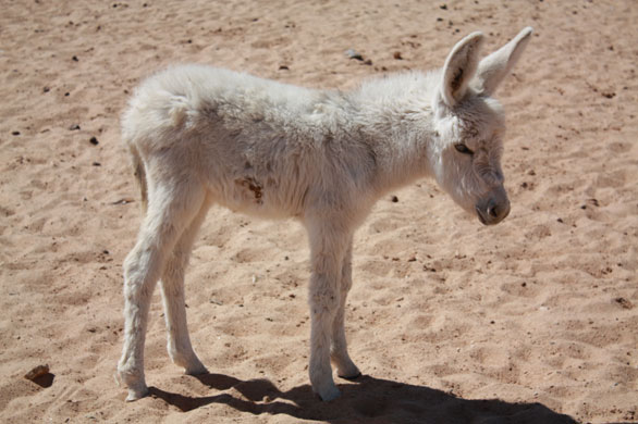 Christmas Kids for Kids: Christmas Kids for Kids