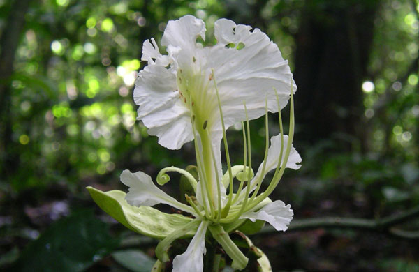 Kew discoveries: Kew discoveries: Berlinia korupensis