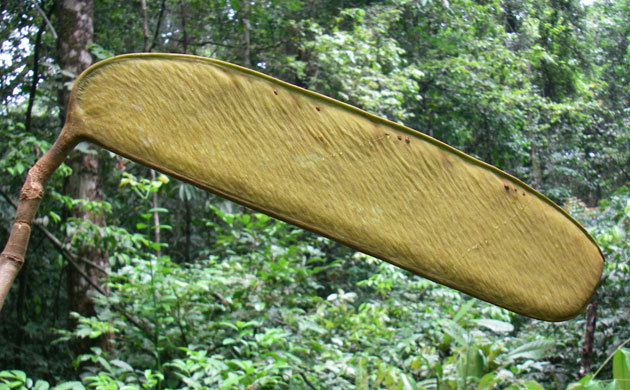 Kew discoveries: Kew discoveries: 