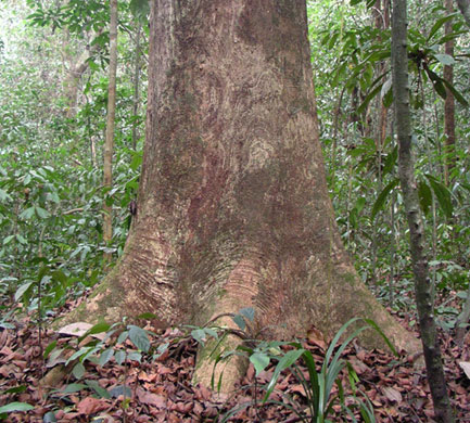 Kew discoveries: Kew discoveries: Berlinia korupensis