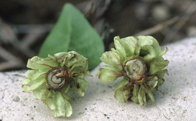 Kew discoveries: Kew discoveries: Coffea pterocarpa