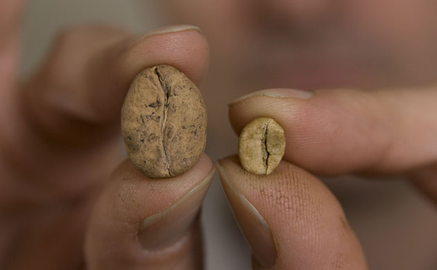 Kew discoveries: Kew discoveries: Coffea ambongensis