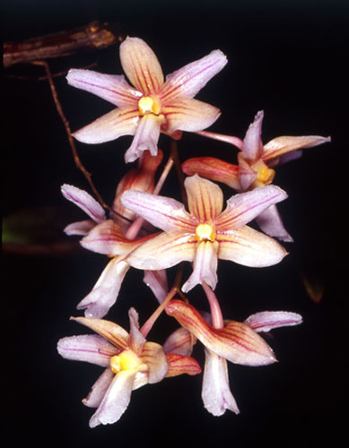Kew discoveries: Kew discoveries: Dendrobium jiwhoei