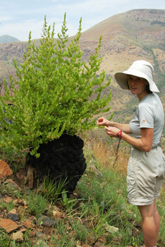 Kew discoveries: Kew discoveries: Dioscorea strydomiana